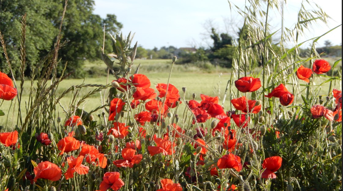 coquelicots